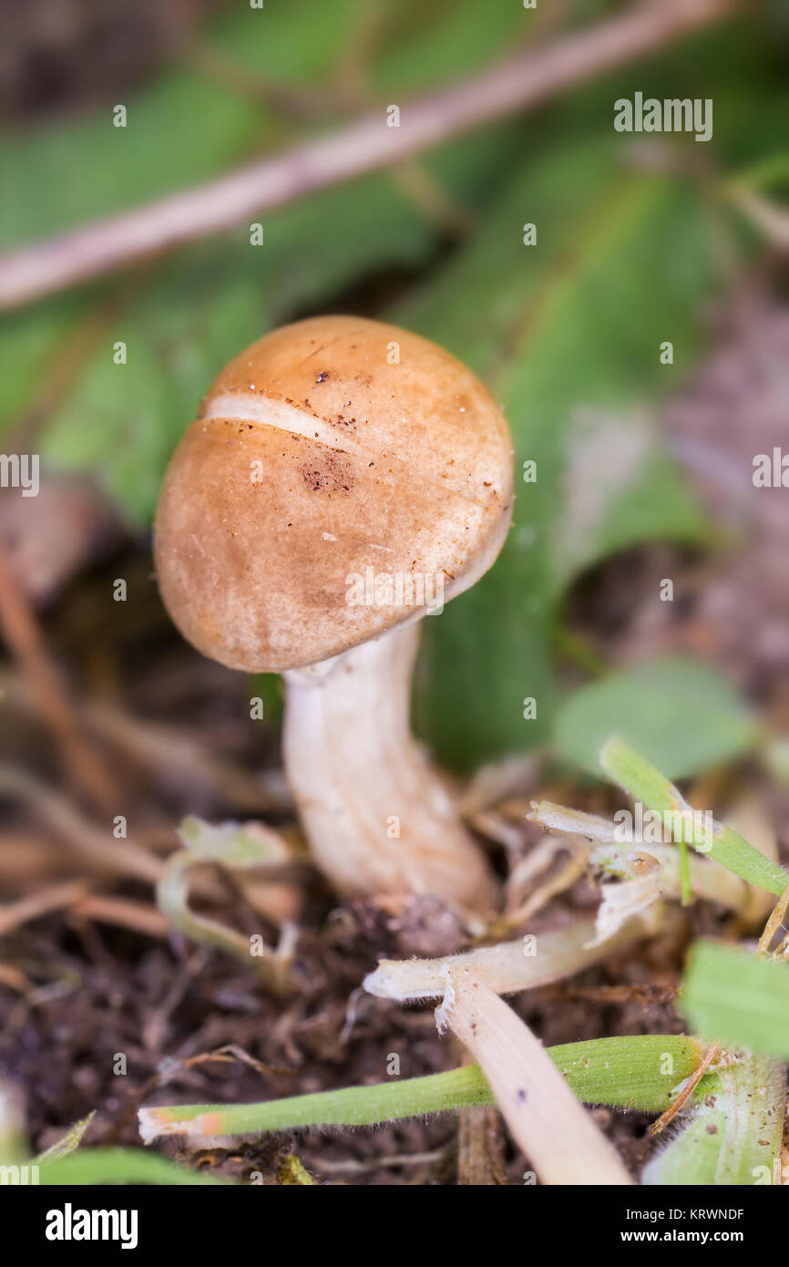 Auf einer Wiese in der extremadura fotografiert. Spanien. Stockfoto