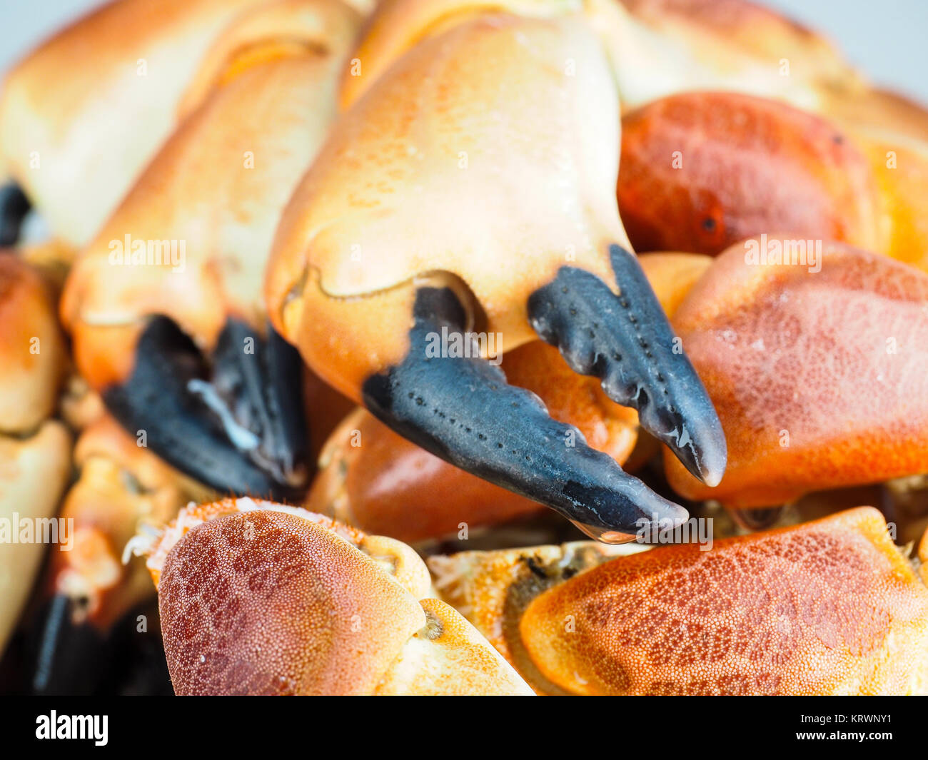 Stapel von Orange gekocht mit schwarzer Spitze, Krabben, in Nahaufnahme Stockfoto