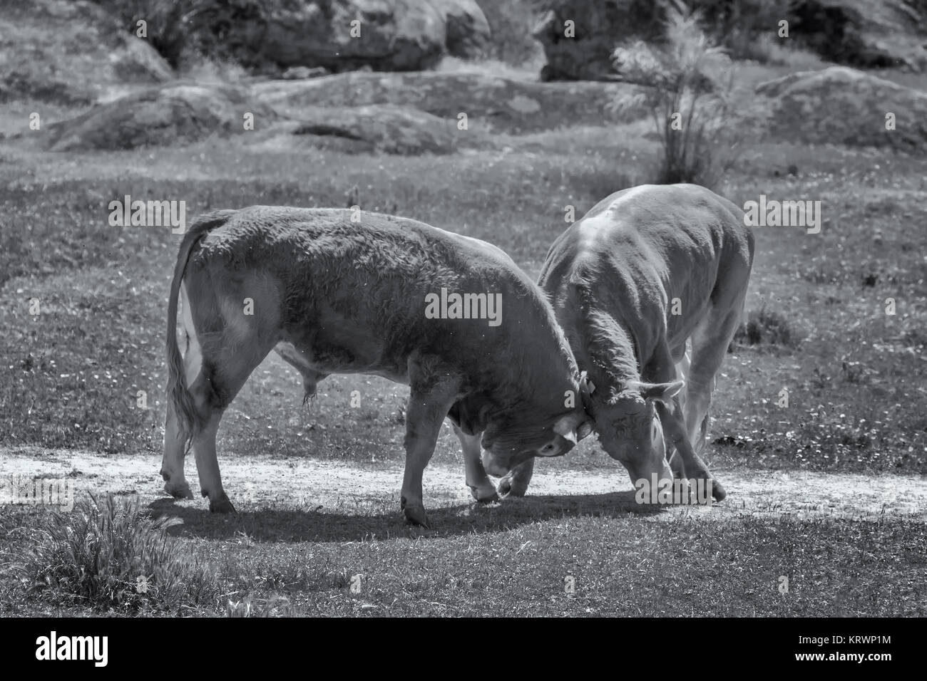 Zwei Bullen kämpfen in einer Wiese, in der Nähe von malpartida de Cà¡Ceres. Der Extremadura. Spanien. Stockfoto