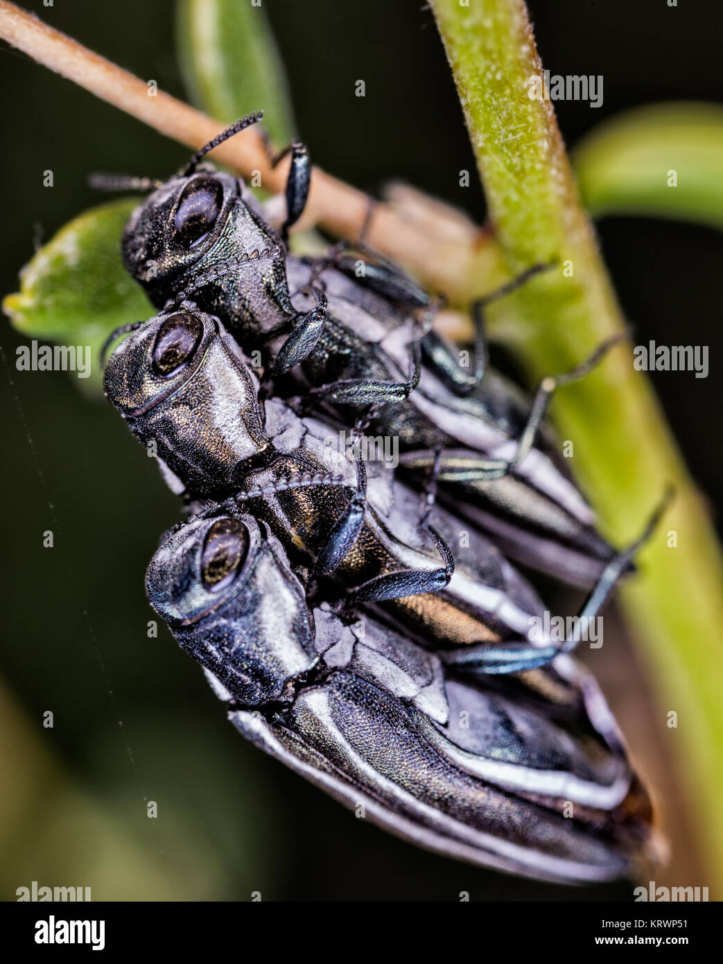 Drei Insekten (Agrilus bilineatus) in ihrer natürlichen Umgebung fotografiert. Stockfoto