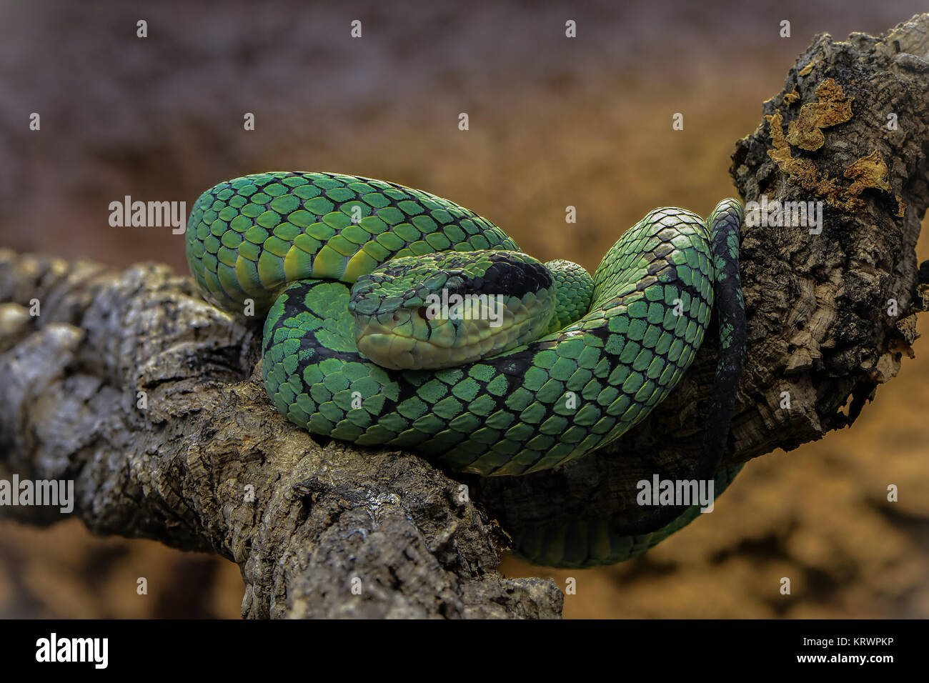 Geändert von CombineZP Stockfoto