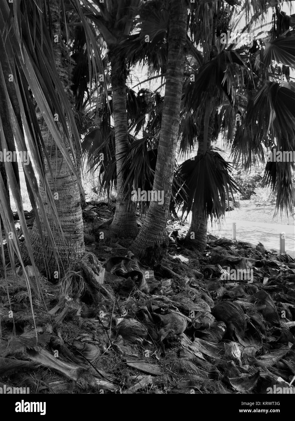 unter Palmen Stockfoto