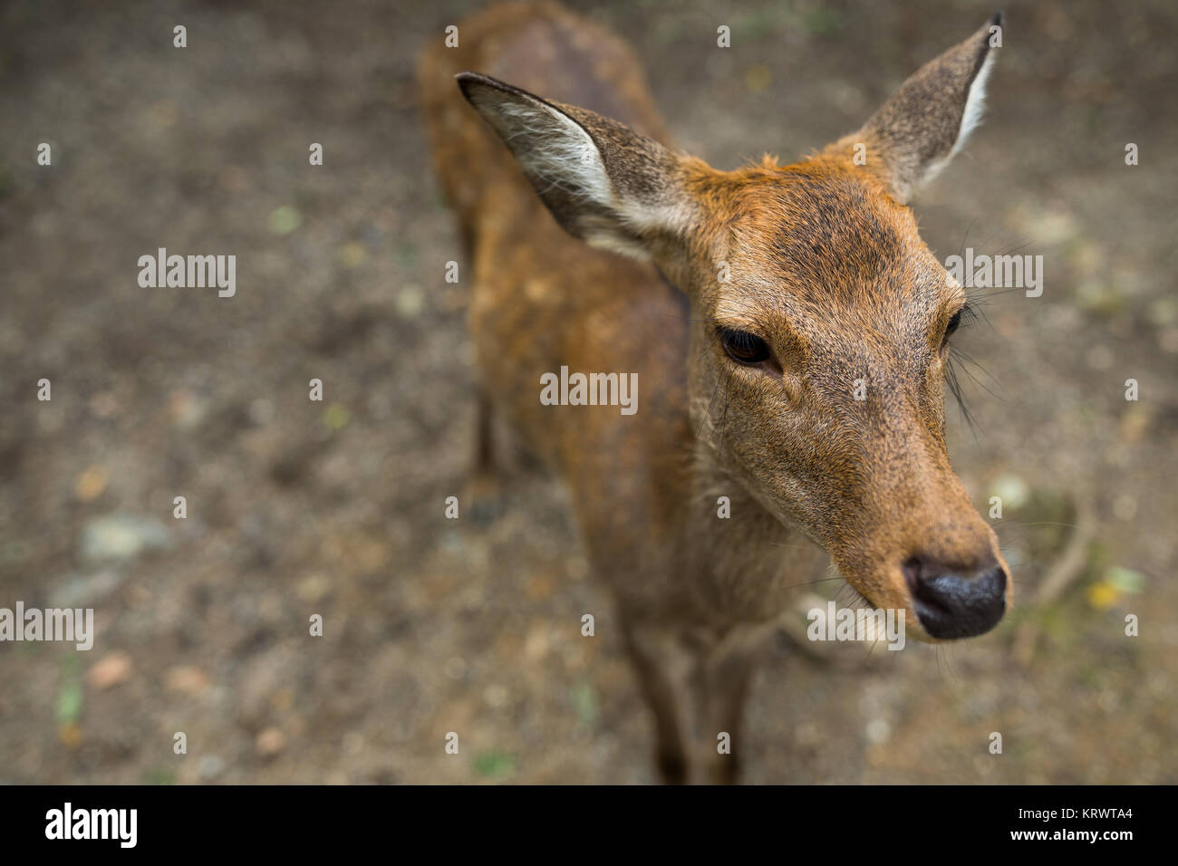 Rehe, die auf der Suche nach Nahrung Stockfoto