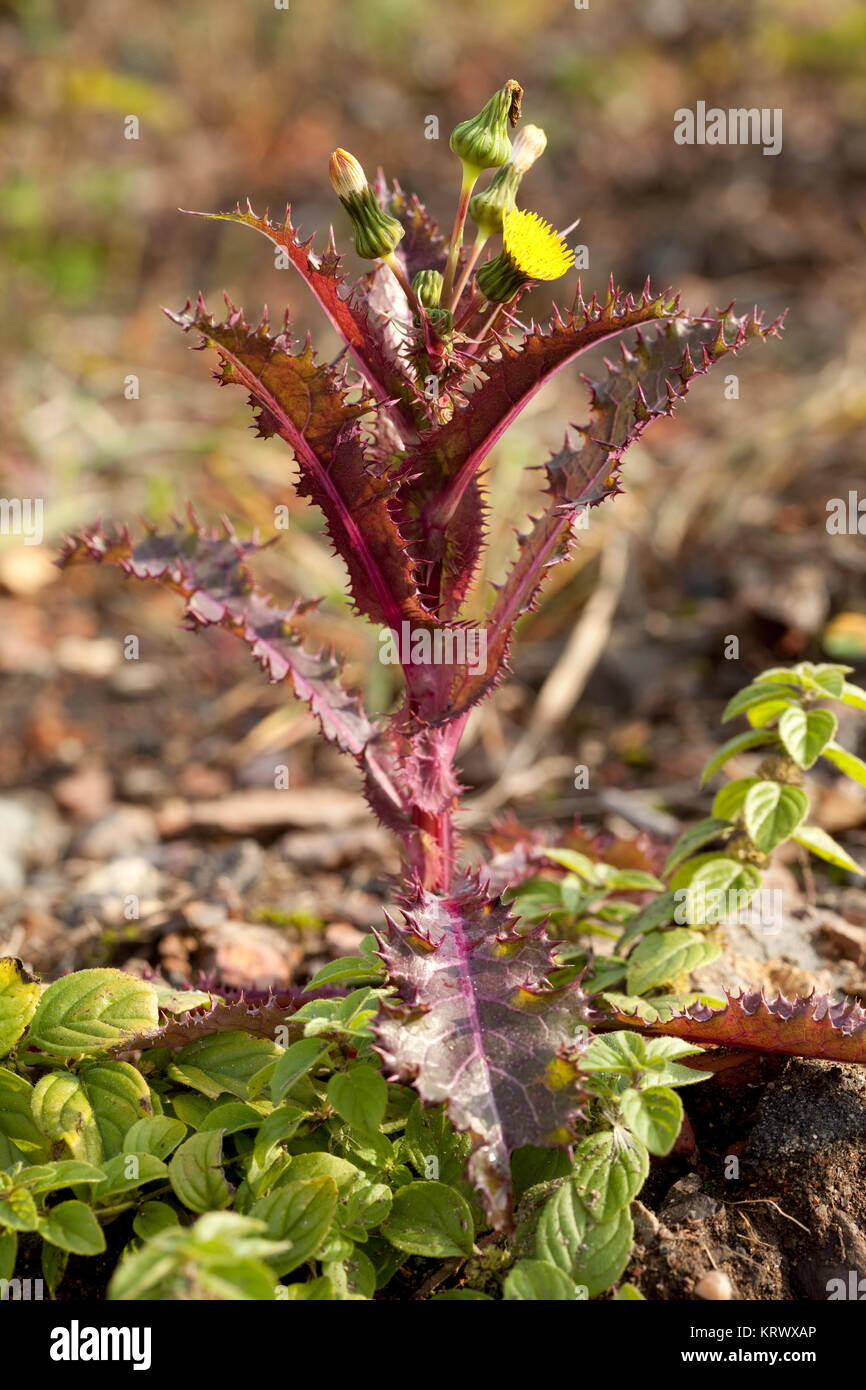 Red stachelige Blume Stockfoto