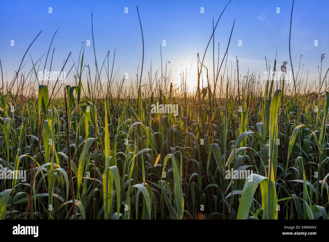 Sonnenaufgang im Donau-Delta Stockfoto