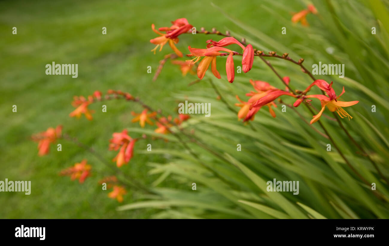 Crocosmia x crocosmiiflora in Blüte im August, England, Vereinigtes Königreich Stockfoto