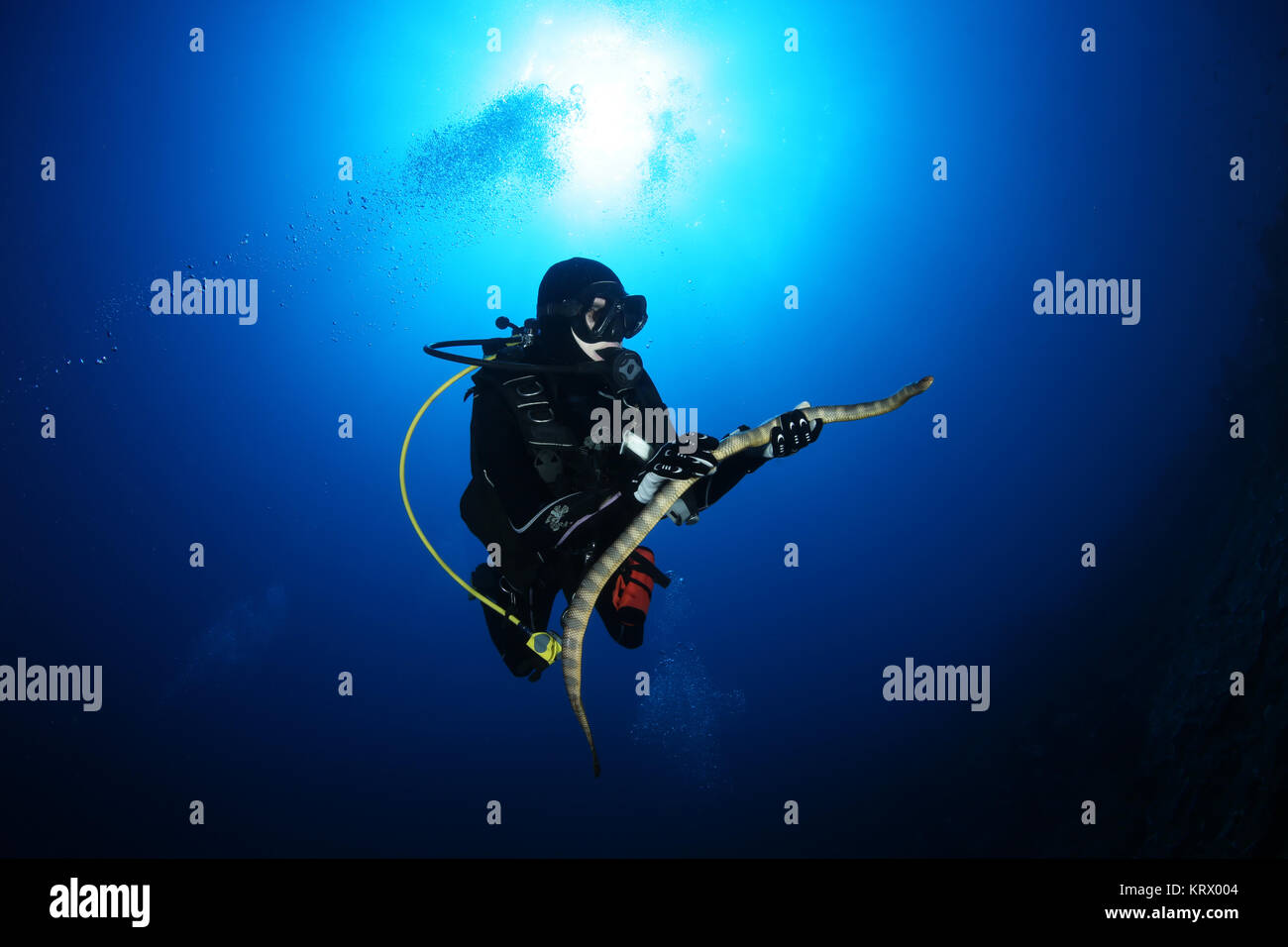 Taucher mit Seeschlange nderwater Tauchen bild Ozean Stockfoto