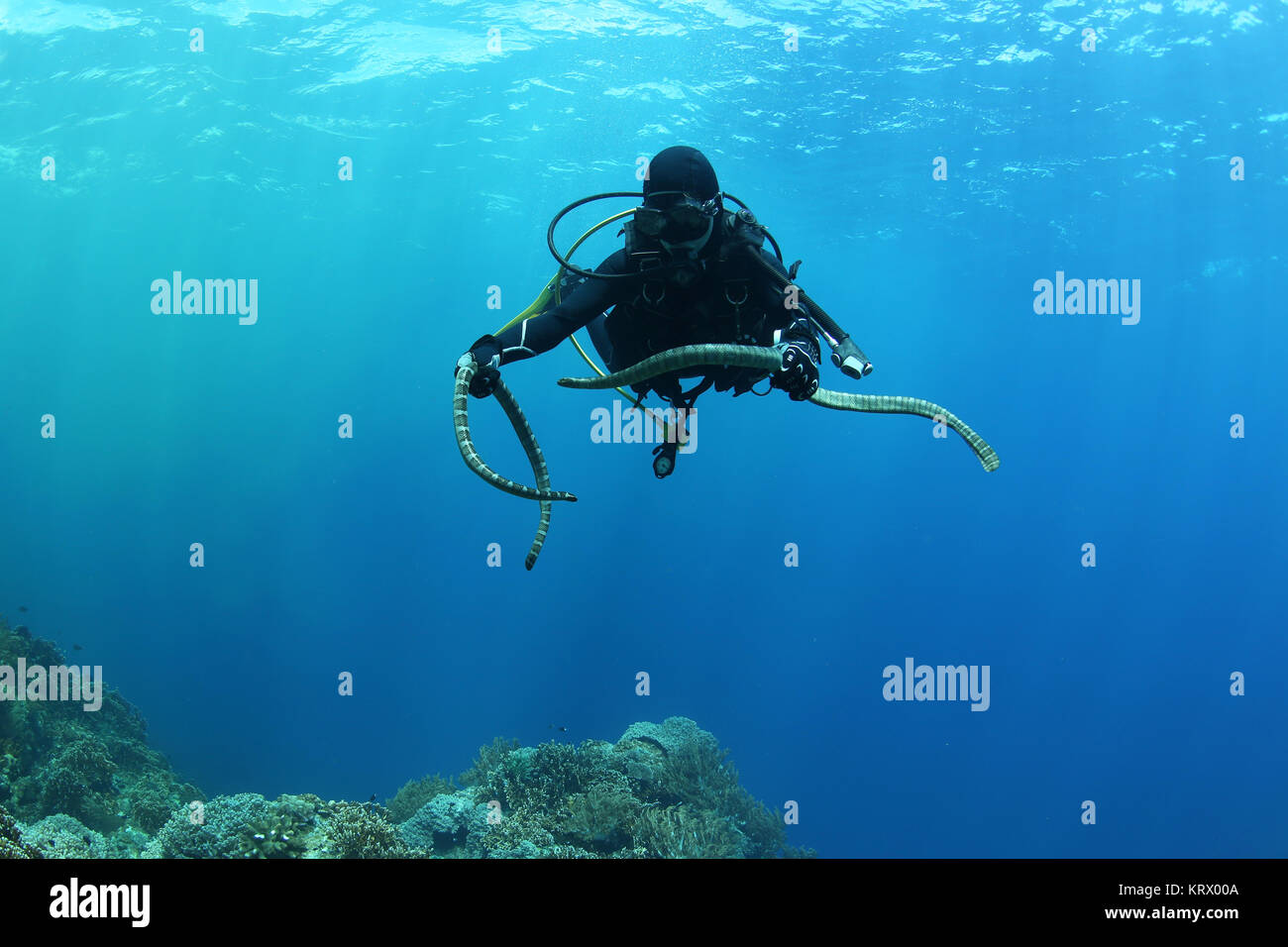 Taucher mit Seeschlange nderwater Tauchen bild Ozean Stockfoto