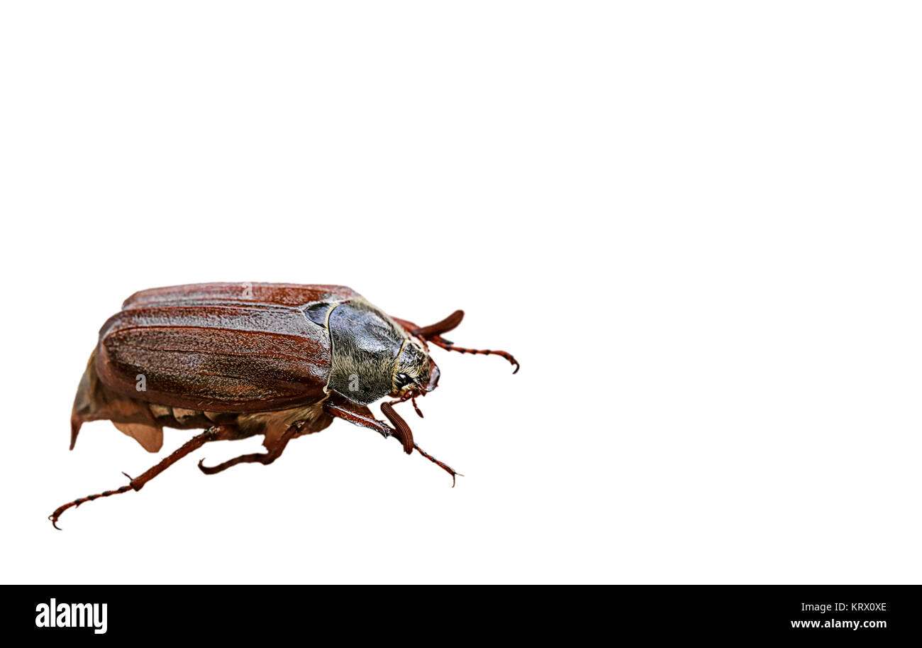 Wald Schabe melolontha hippocastani frei Stockfoto