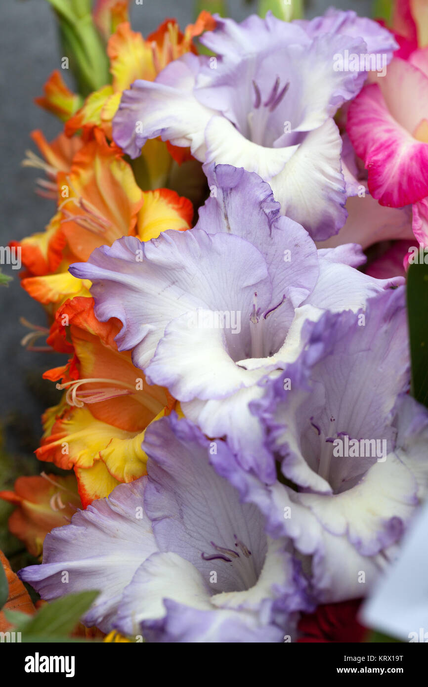 Bunter Blumenstrauß aus gladiolen Stockfoto