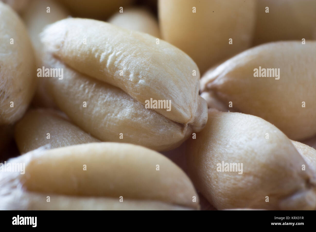 Super Makro geschossen von Weizen Korn Stockfoto