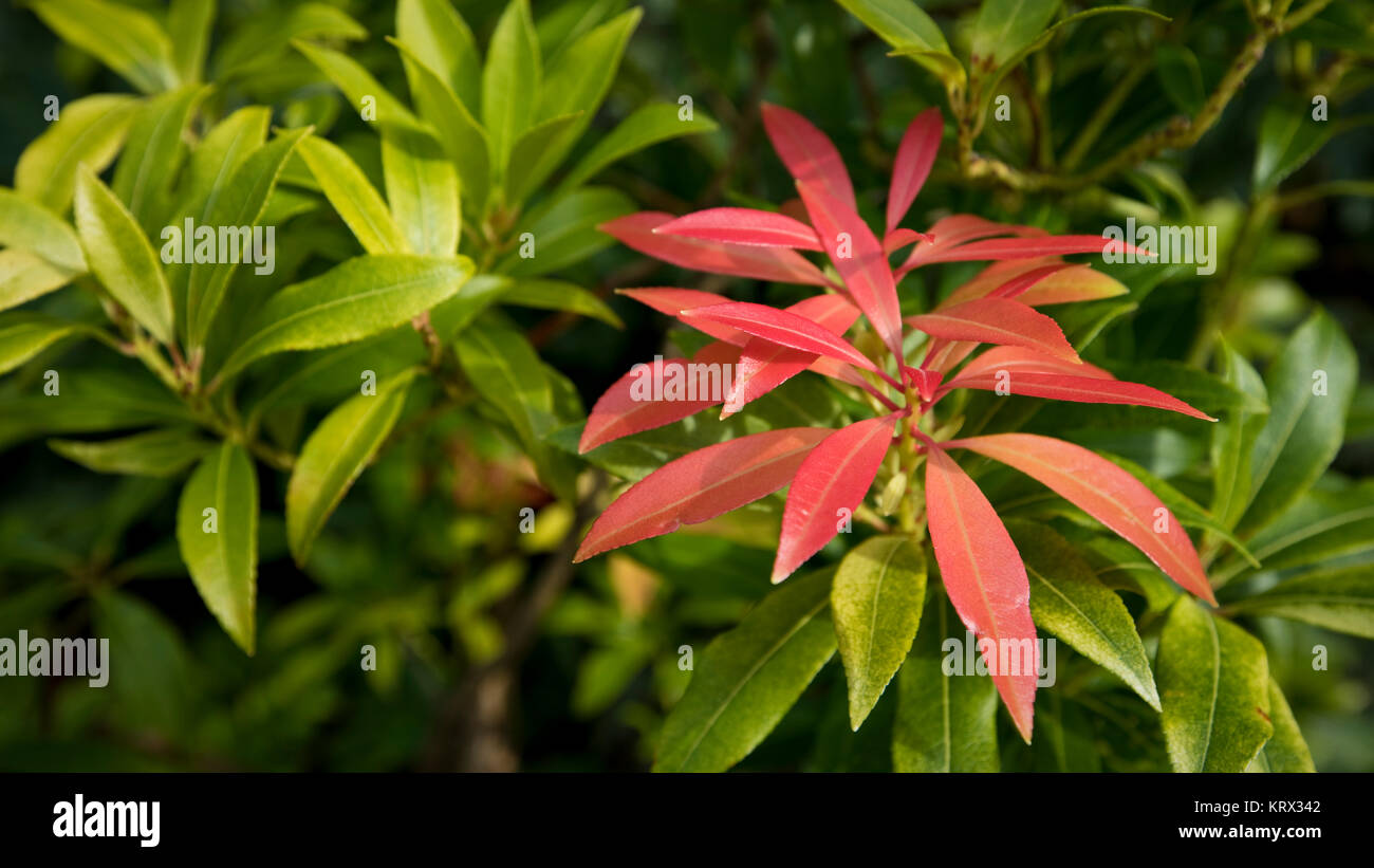 Nahaufnahme eines Pieris japonica Pflanze, England, Großbritannien Stockfoto