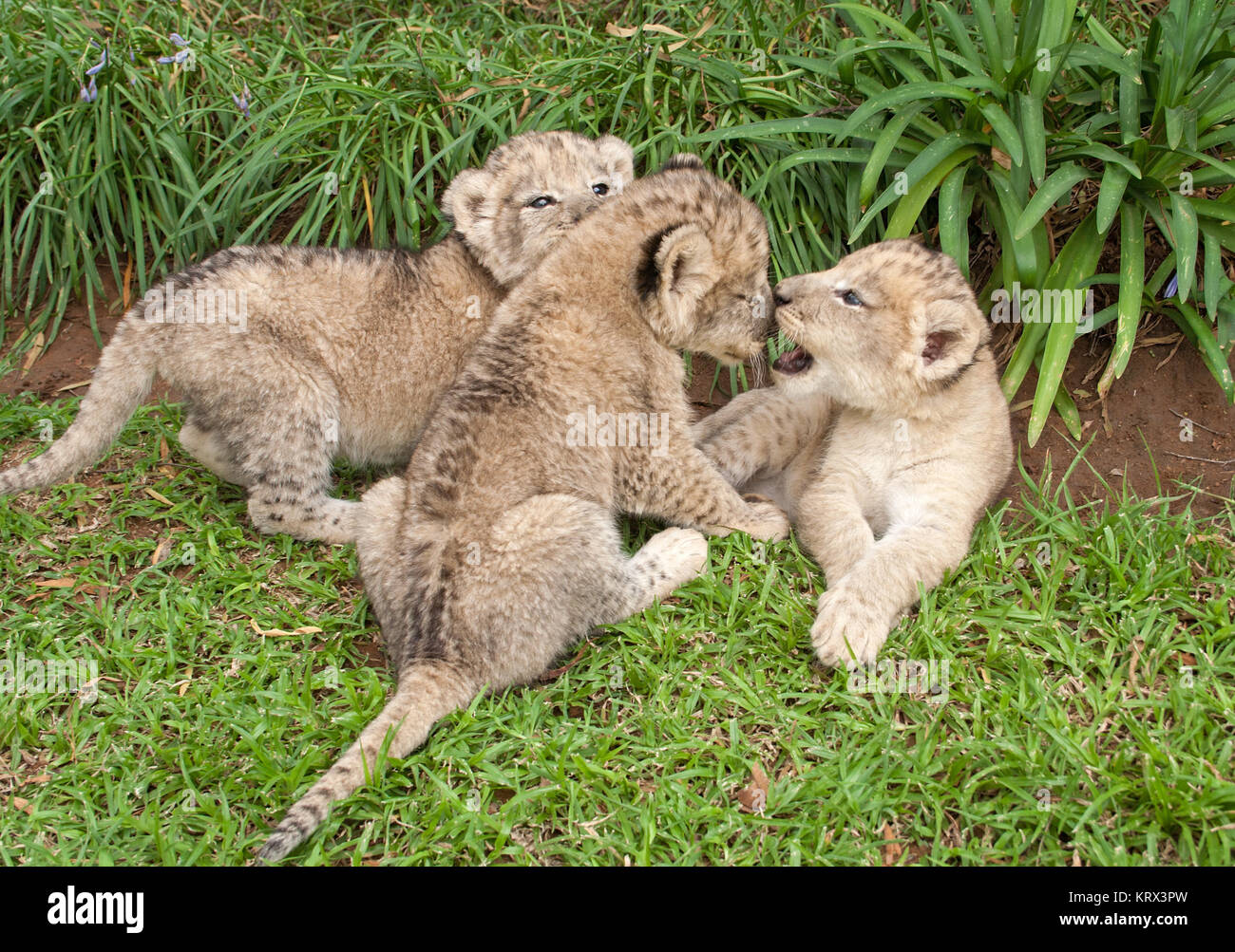 Drei Löwen Babys spielen in einem Park, Südafrika Stockfoto