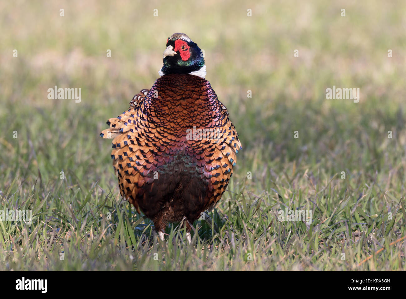 Fasan in einem Feld Stockfoto