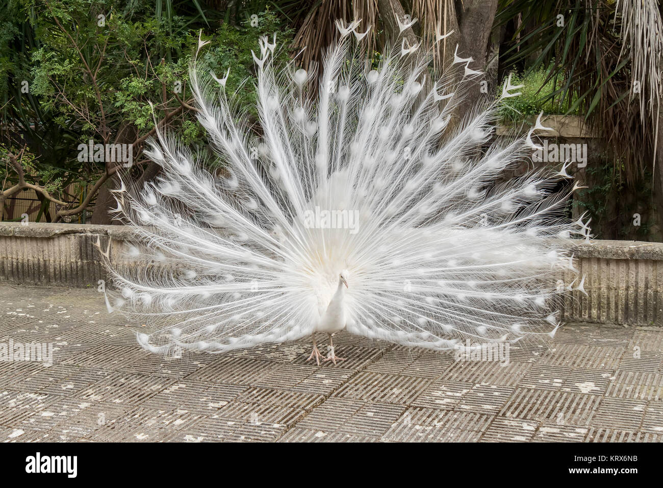 Callithrix Geoffroyi, Titi de Geoffroy Stockfoto