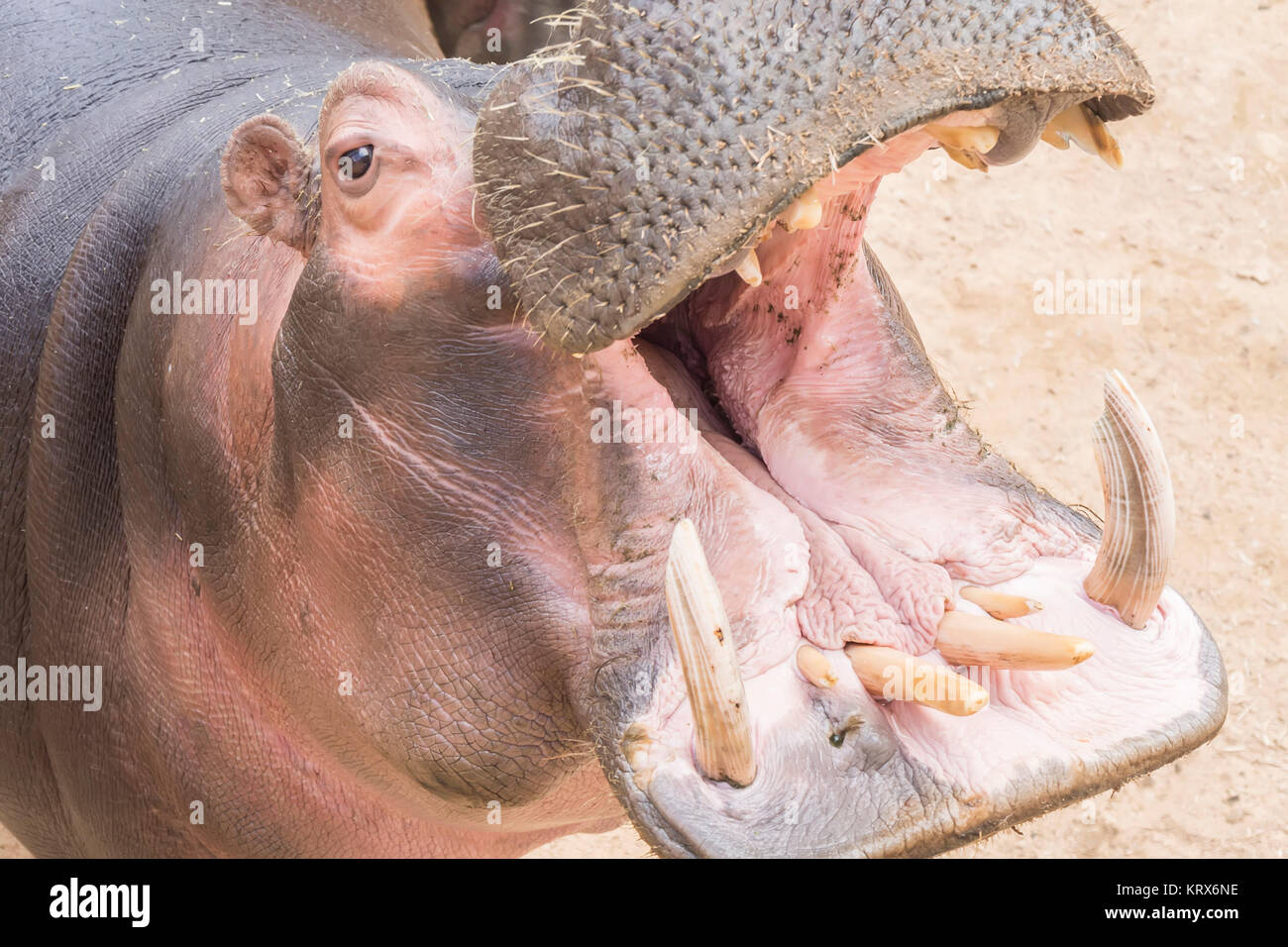 Callithrix Geoffroyi, Titi de Geoffroy Stockfoto