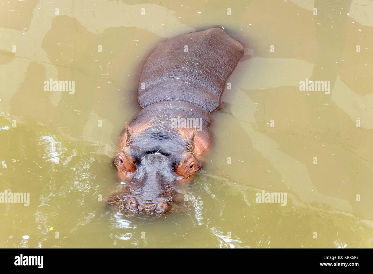 Callithrix Geoffroyi, Titi de Geoffroy Stockfoto