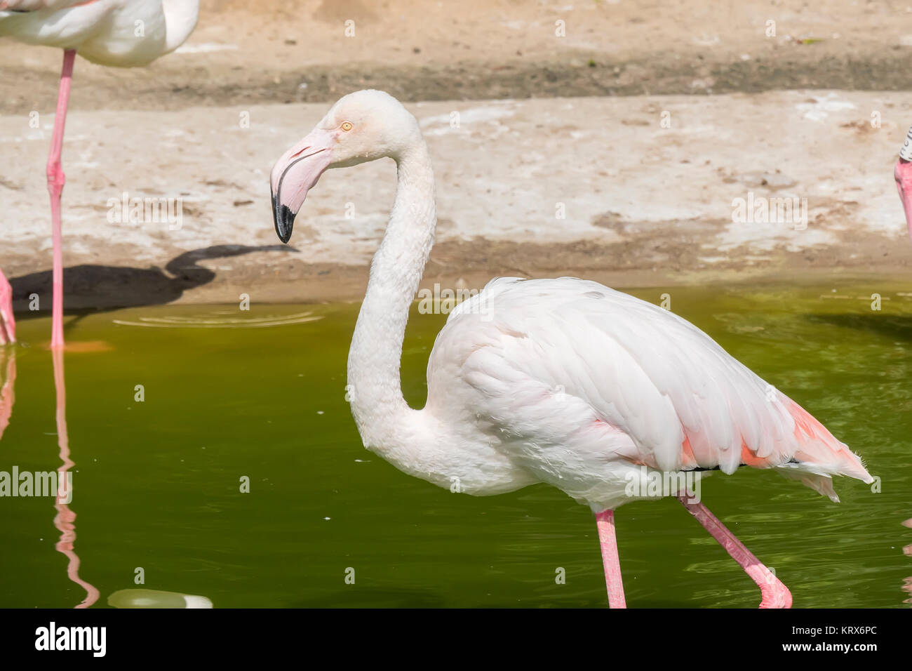 Callithrix Geoffroyi, Titi de Geoffroy Stockfoto