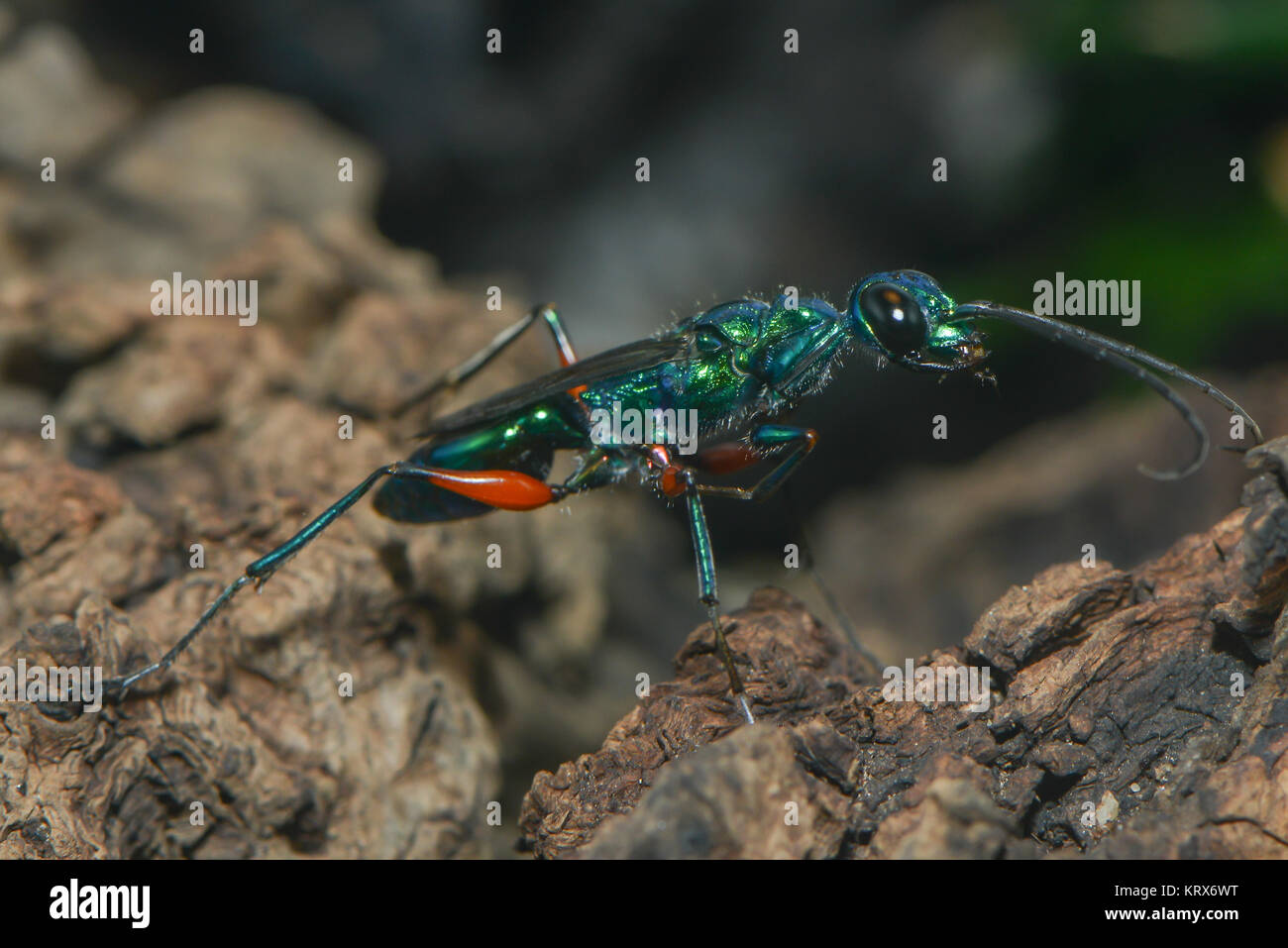 Nahaufnahme einer glänzenden Tauchwespe Stockfoto