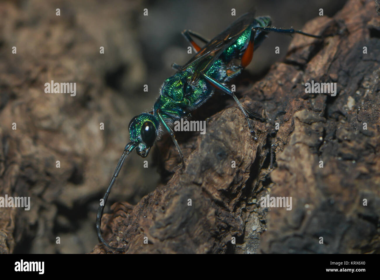 Nahaufnahme einer glänzenden Tauchwespe Stockfoto