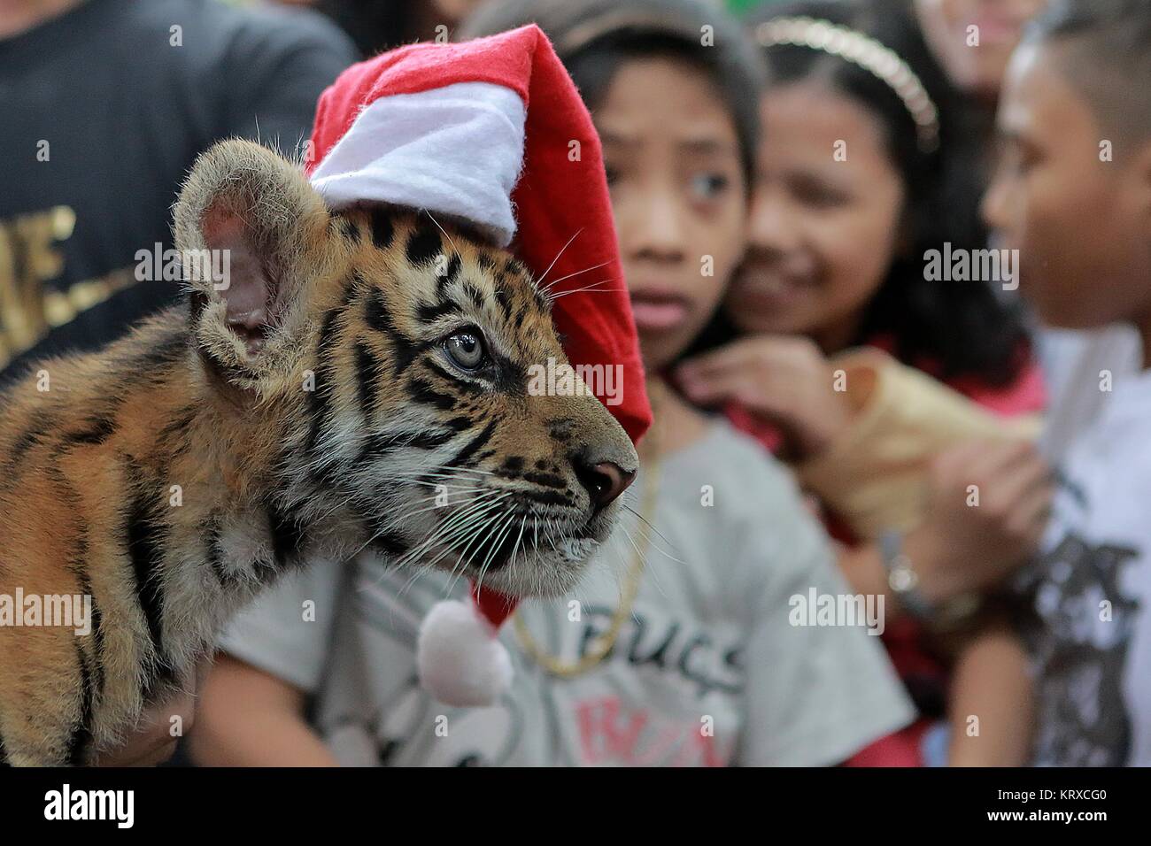 Malabon City, Philippinen. 21 Dez, 2017. Kinder betrachten einen Tiger Cub namens 'Len-Len' während der 'tierische Weihnachtsfeier' innen Malabon Zoo in Malabon City, Philippinen, Dez. 21, 2017. Die malabon Zoo Die "Tierische Weihnachtsfeier gefeiert" durch die Behandlung von Kindern eine Tour rund um den Zoo mit Tieren tragen Nikolausmützen. Credit: rouelle Umali/Xinhua/Alamy leben Nachrichten Stockfoto