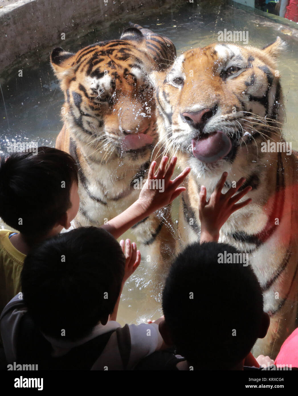 Malabon City, Philippinen. 21 Dez, 2017. Kinder aufpassen, Bengal Tiger während der "Tierische Weihnachtsfeier' innen Malabon Zoo in Malabon City, Philippinen, Dez. 21, 2017. Die malabon Zoo Die "Tierische Weihnachtsfeier gefeiert" durch die Behandlung von Kindern eine Tour rund um den Zoo mit Tieren tragen Nikolausmützen. Credit: rouelle Umali/Xinhua/Alamy leben Nachrichten Stockfoto