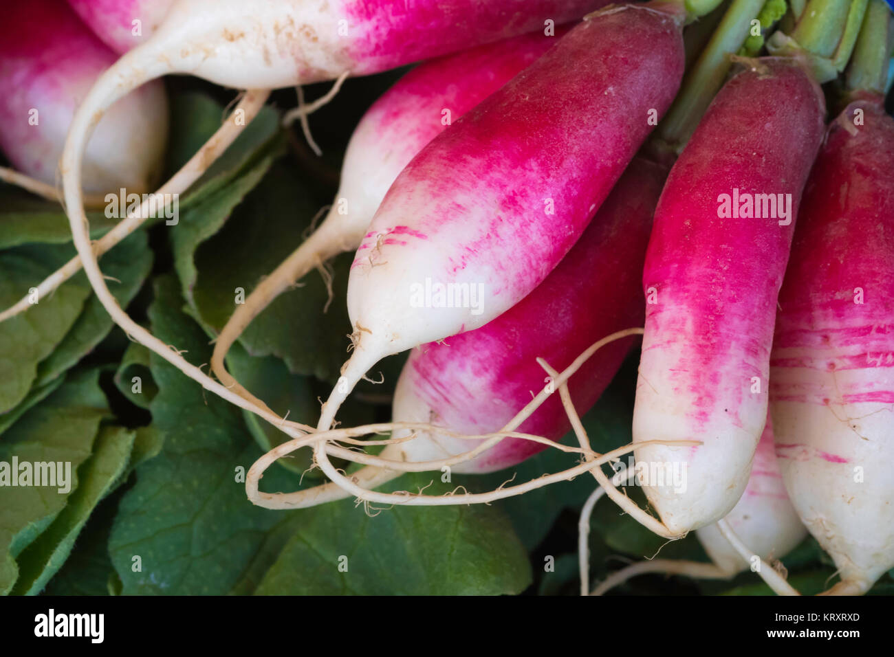 Nahaufnahme Blick auf ein Bündel von französischen Frühstück Radieschen Stockfoto