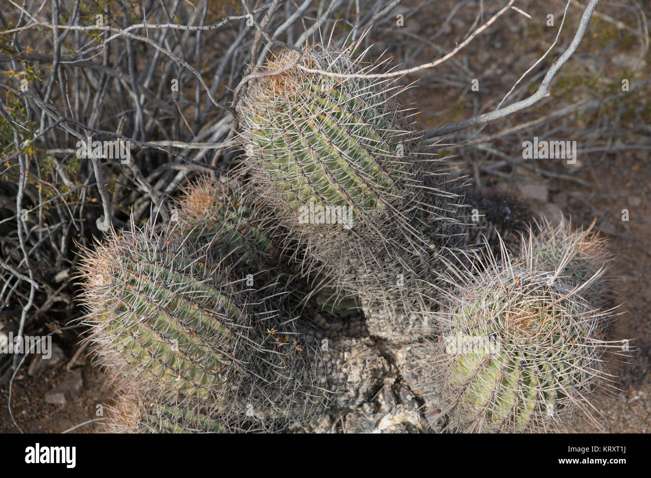 Kompass Barrel Cactus Stockfoto