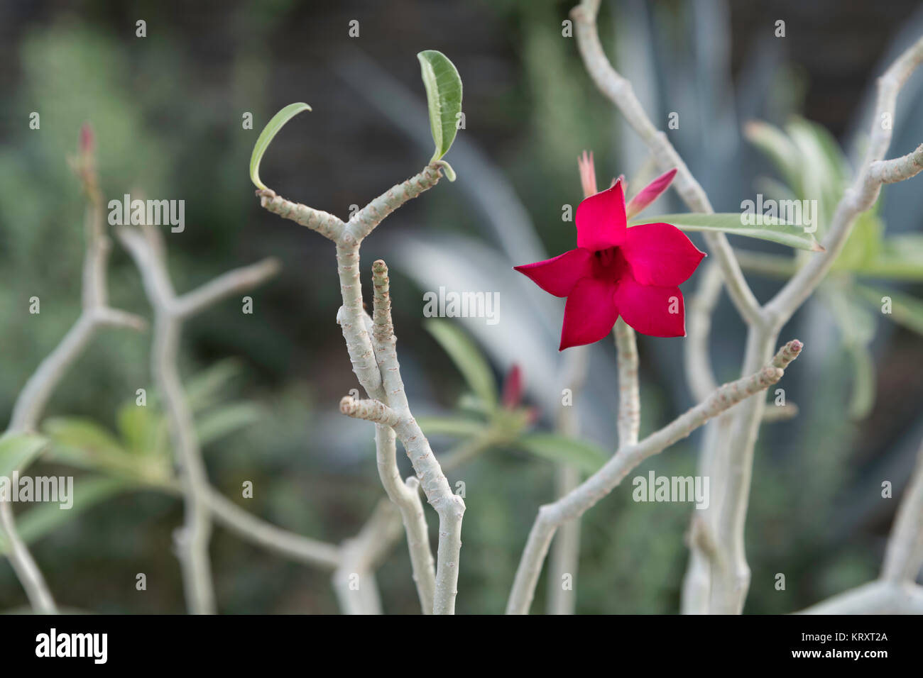 Desert Rose Pflanze mit einem hellen rosa Blüte Stockfoto
