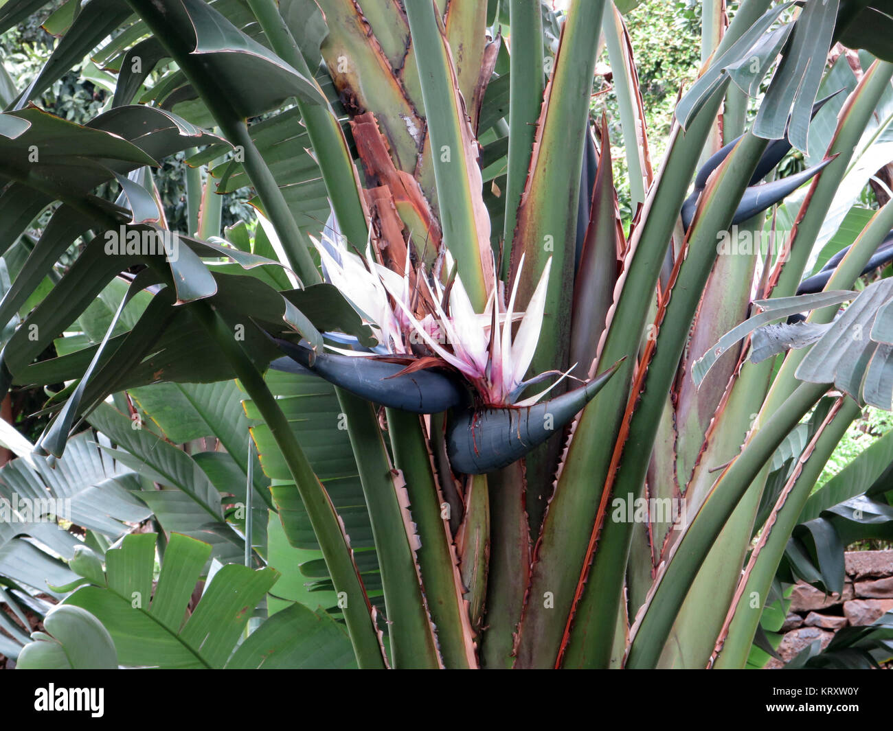 Baum strelitzie (strelitzia Nicolai Stockfotografie - Alamy