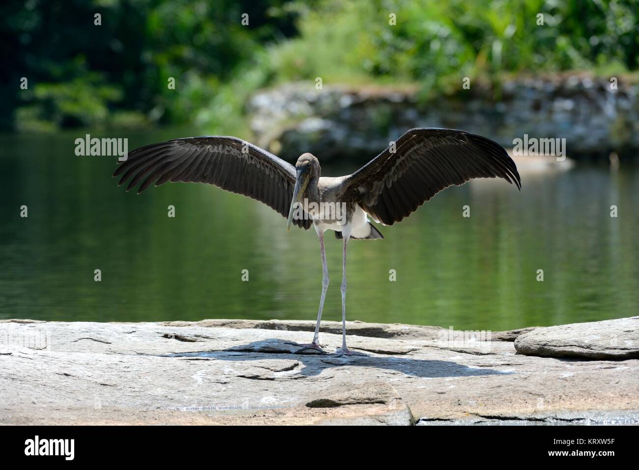 Junger, befleckter Storch mit ausgestreckten Flügeln am Seeufer Stockfoto