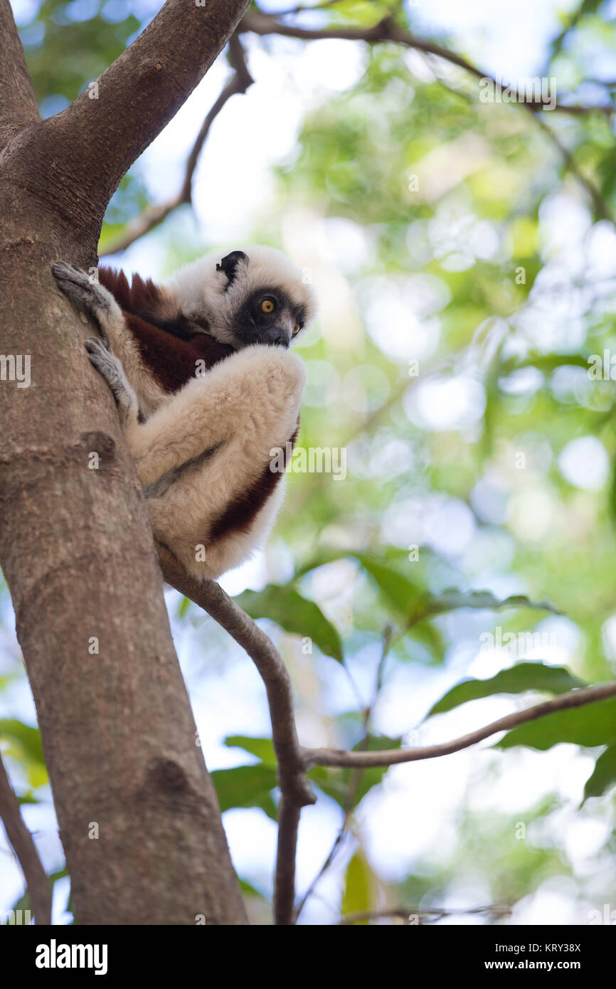 Coquerel der Sifaka (Propithecus coquereli) Madagaskar Stockfoto