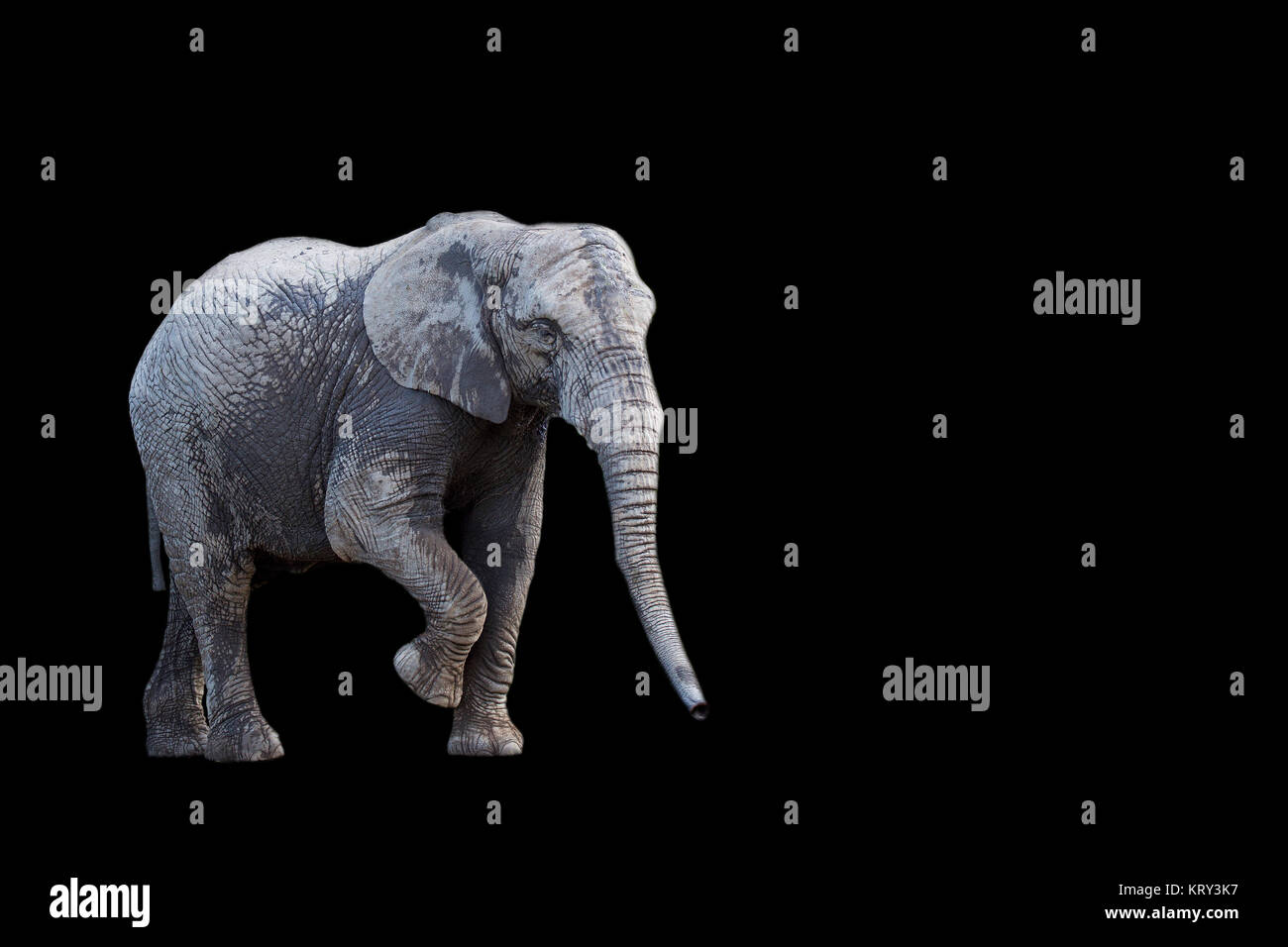 Elefant auf schwarzem Hintergrund Stockfoto