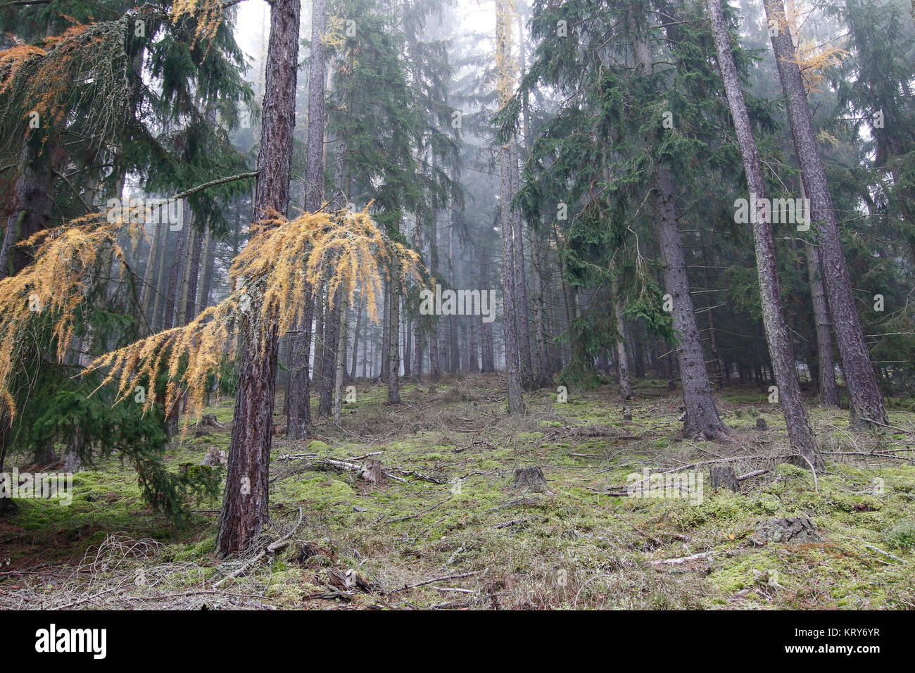 Herbst Nadelwald in den Morgen Stockfoto