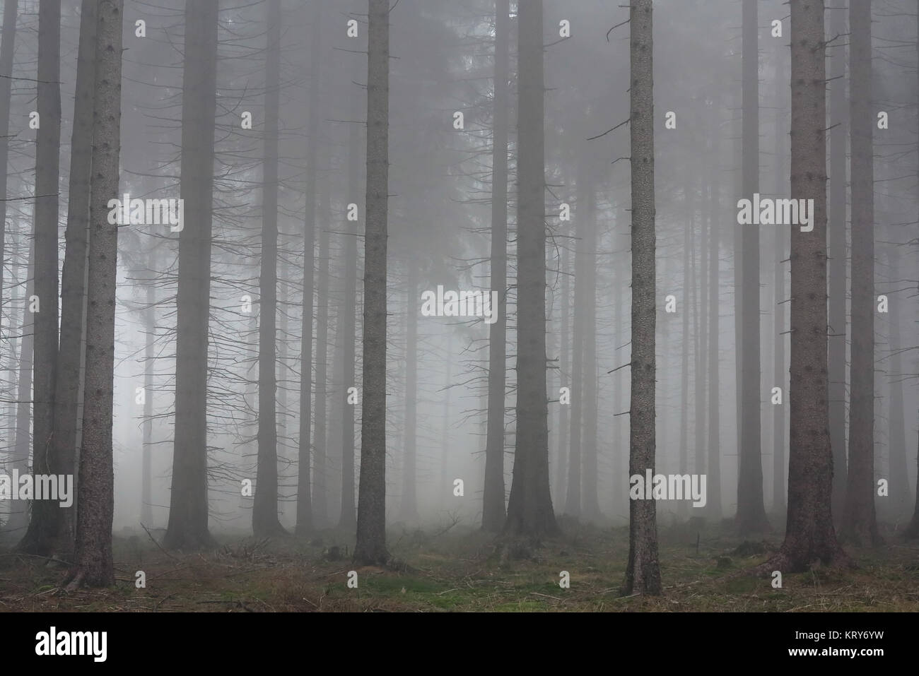 Herbstnebel in den Fichtenwald Stockfoto