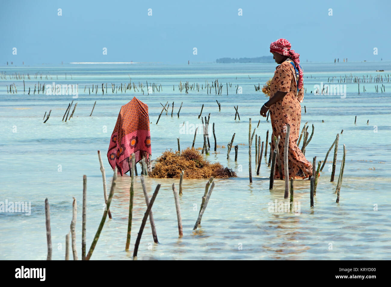 Sansibar, Tansania - Oktober 25, 2014: Nicht identifizierte Frau Ernte kultivierten Algen im flachen, klaren Küstengewässer der Insel Sansibar Stockfoto