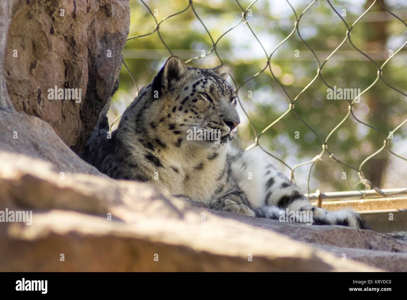 Müde Snow Leopard Stockfoto