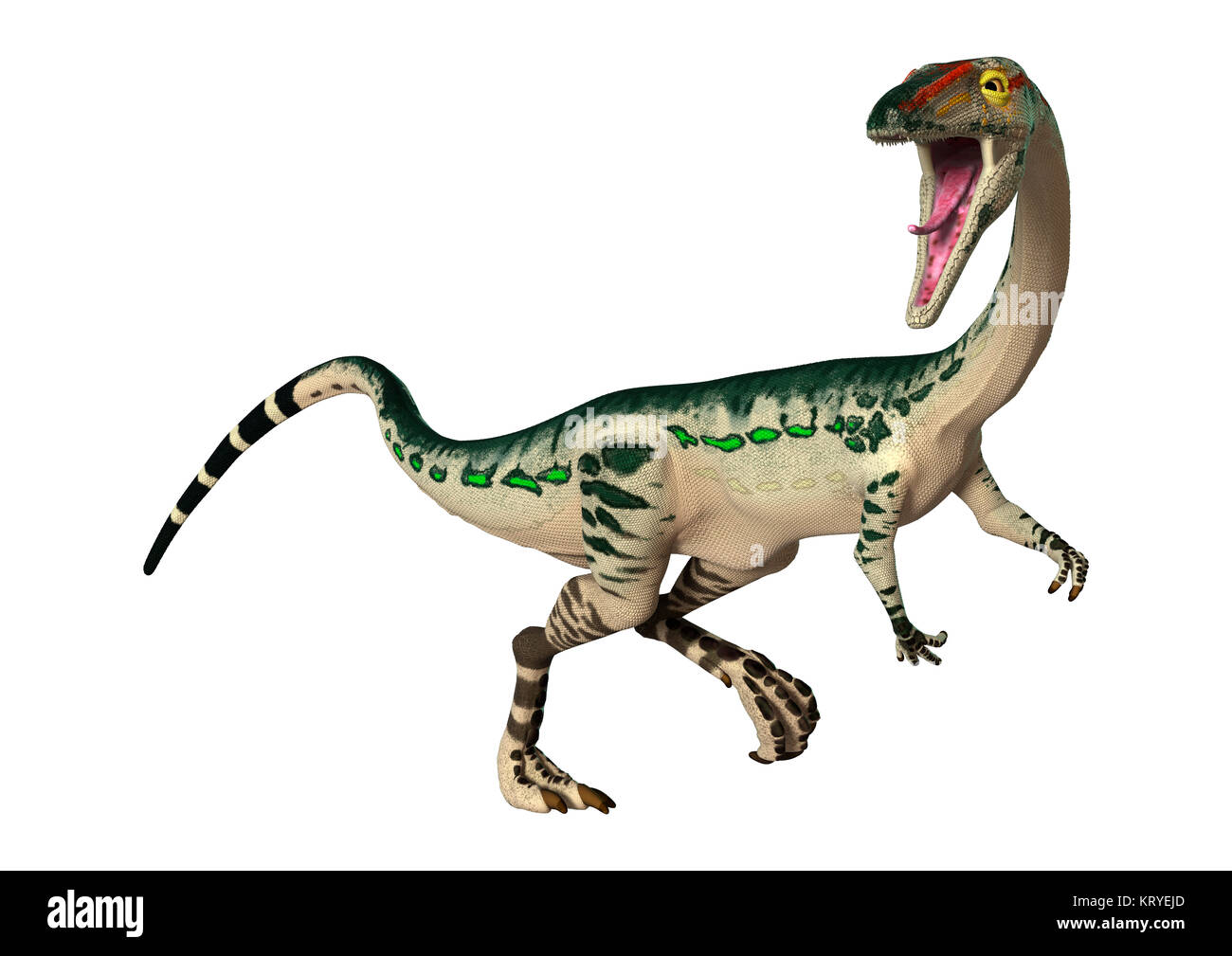 3D-Rendering Dinosaurier Coelophysis auf Weiß Stockfoto