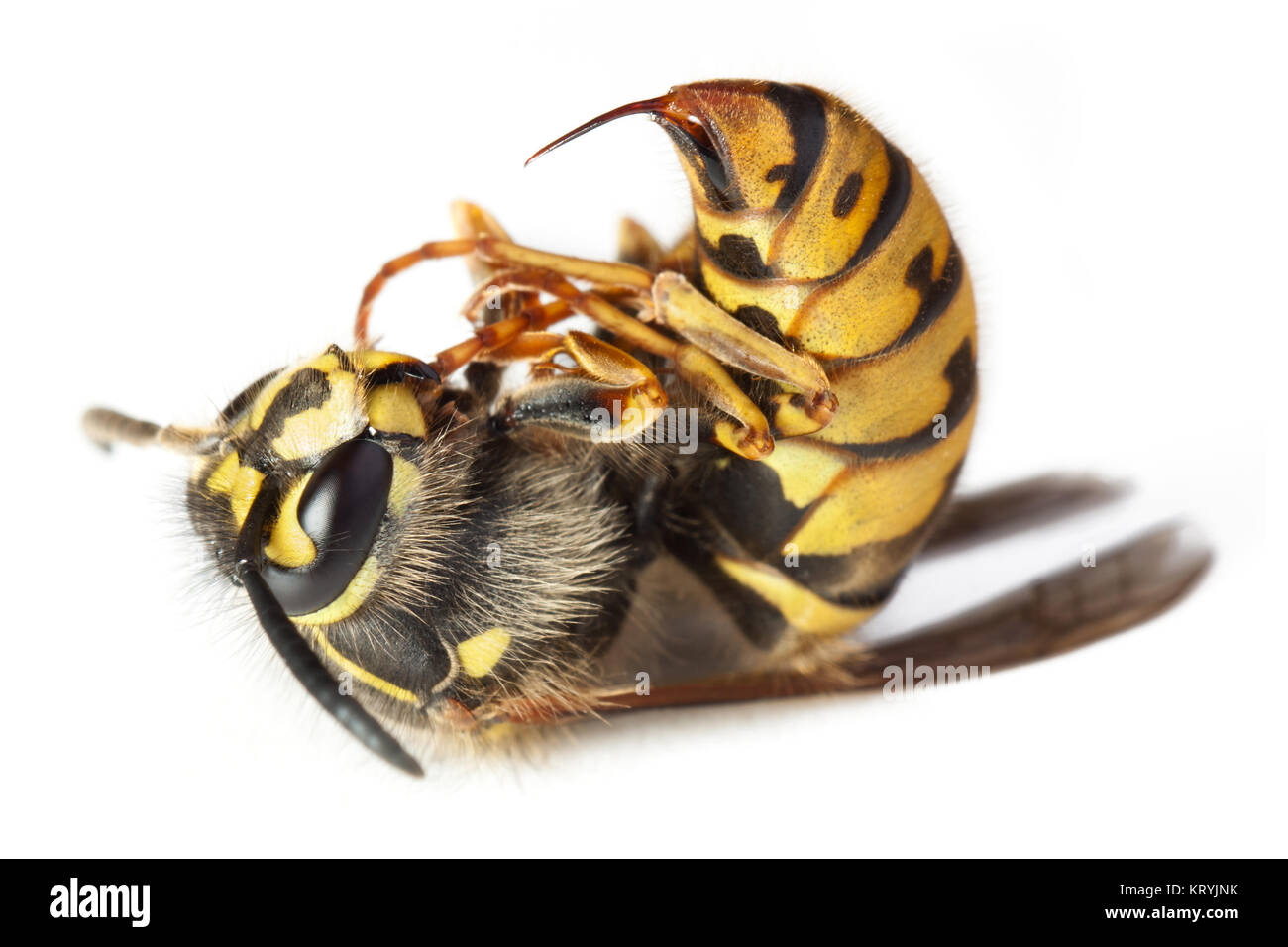 Tote stechende Biene oder Wespe Flügel Tier Insekten Makro Stockfoto