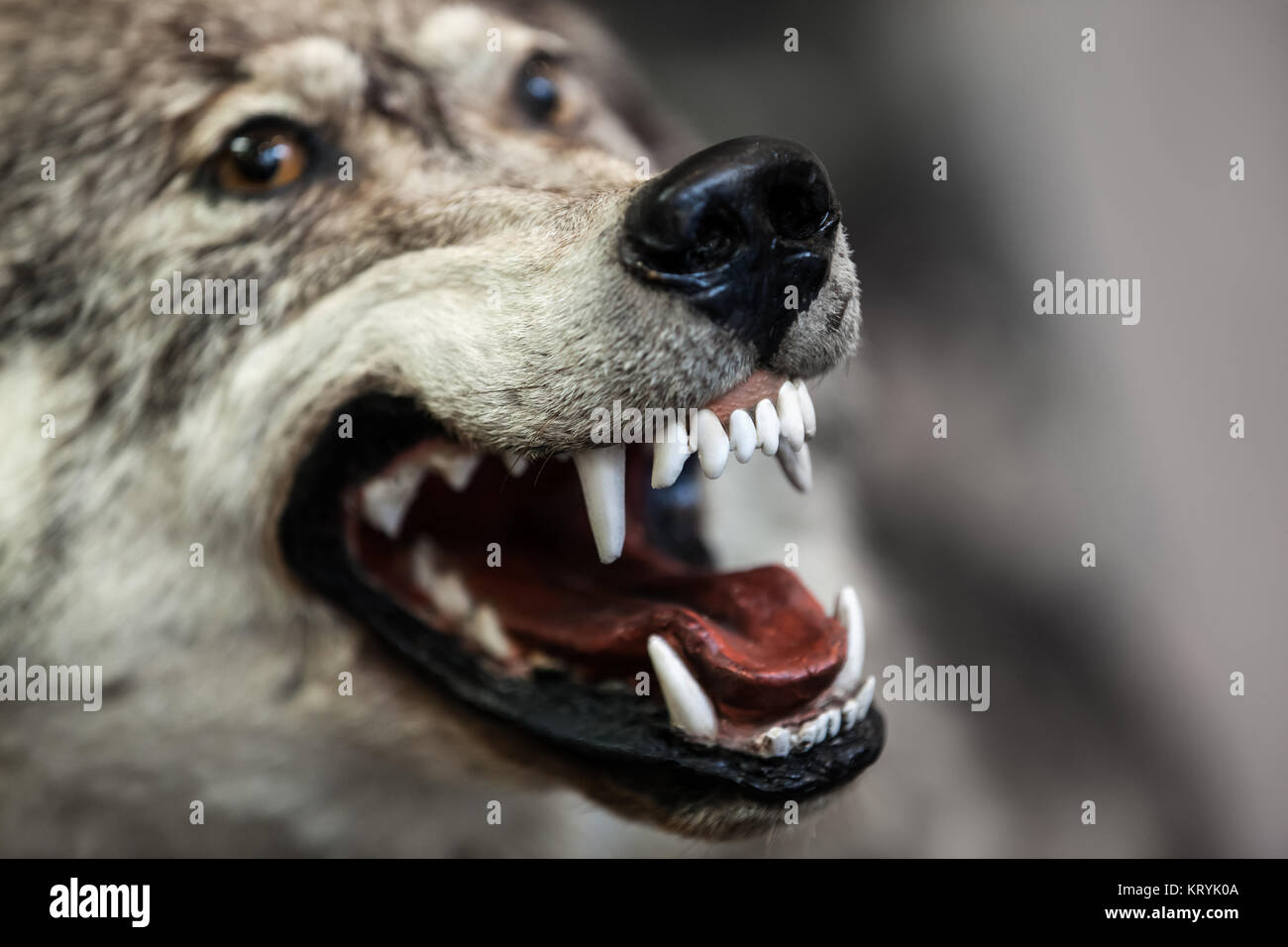 Wild gefährliche grauen Wolf Tier mit offenen Mund Zähne Stockfoto