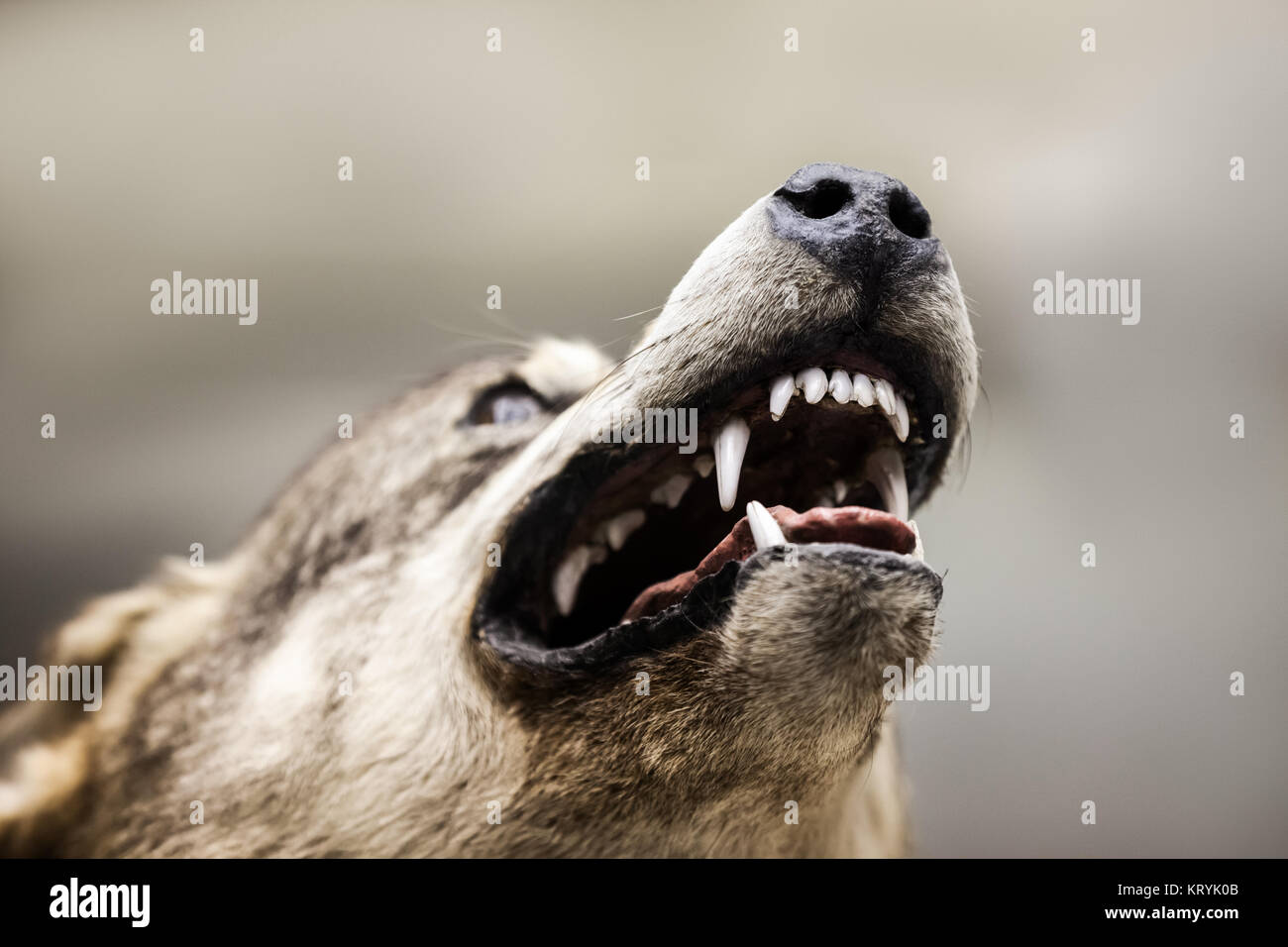 Wild gefährliche grauen Wolf Tier mit offenen Mund Zähne Stockfoto