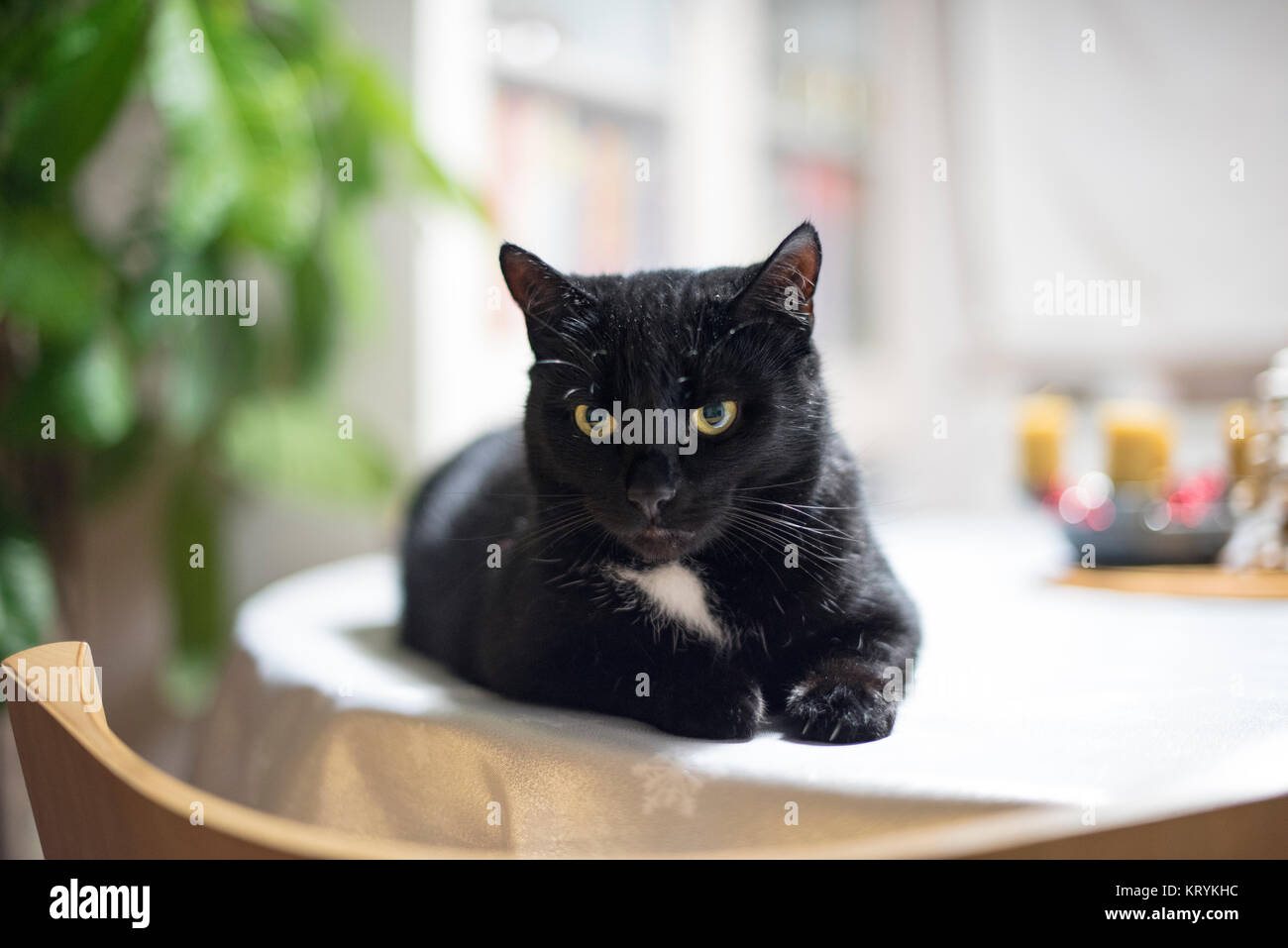 Große schwarze tuxedo cat lag auf einem Tisch Stockfoto