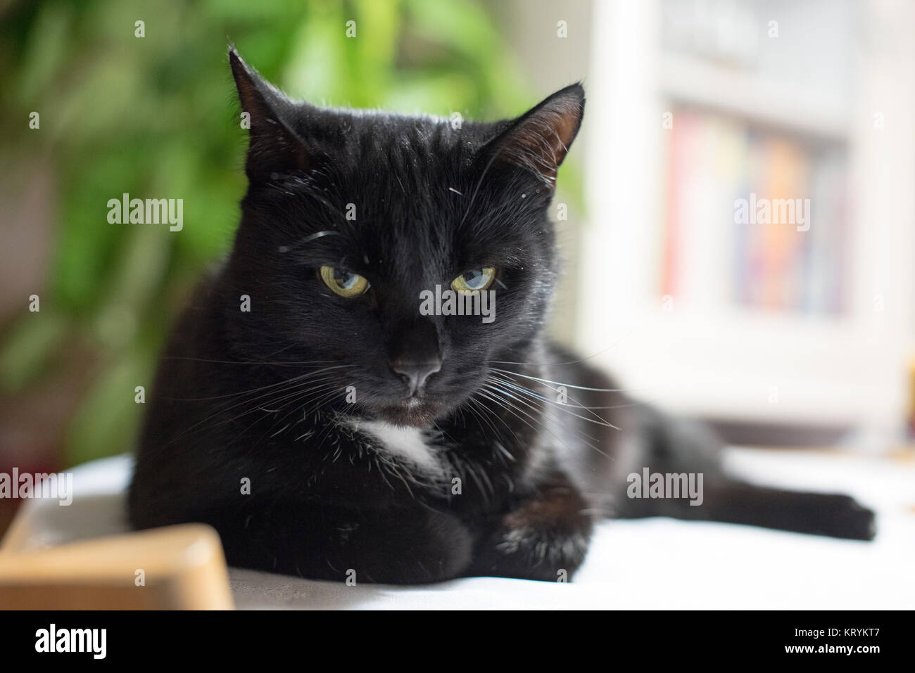 Große schwarze tuxedo cat lag auf einem Tisch starrte direkt in die Kamera und wie ein Big Boss. Stockfoto