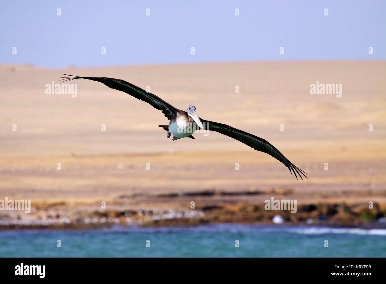 Peruanische Pelikan (Pelecanus thagus) über Fliegen, Islas Ballestas, Peru. Stockfoto