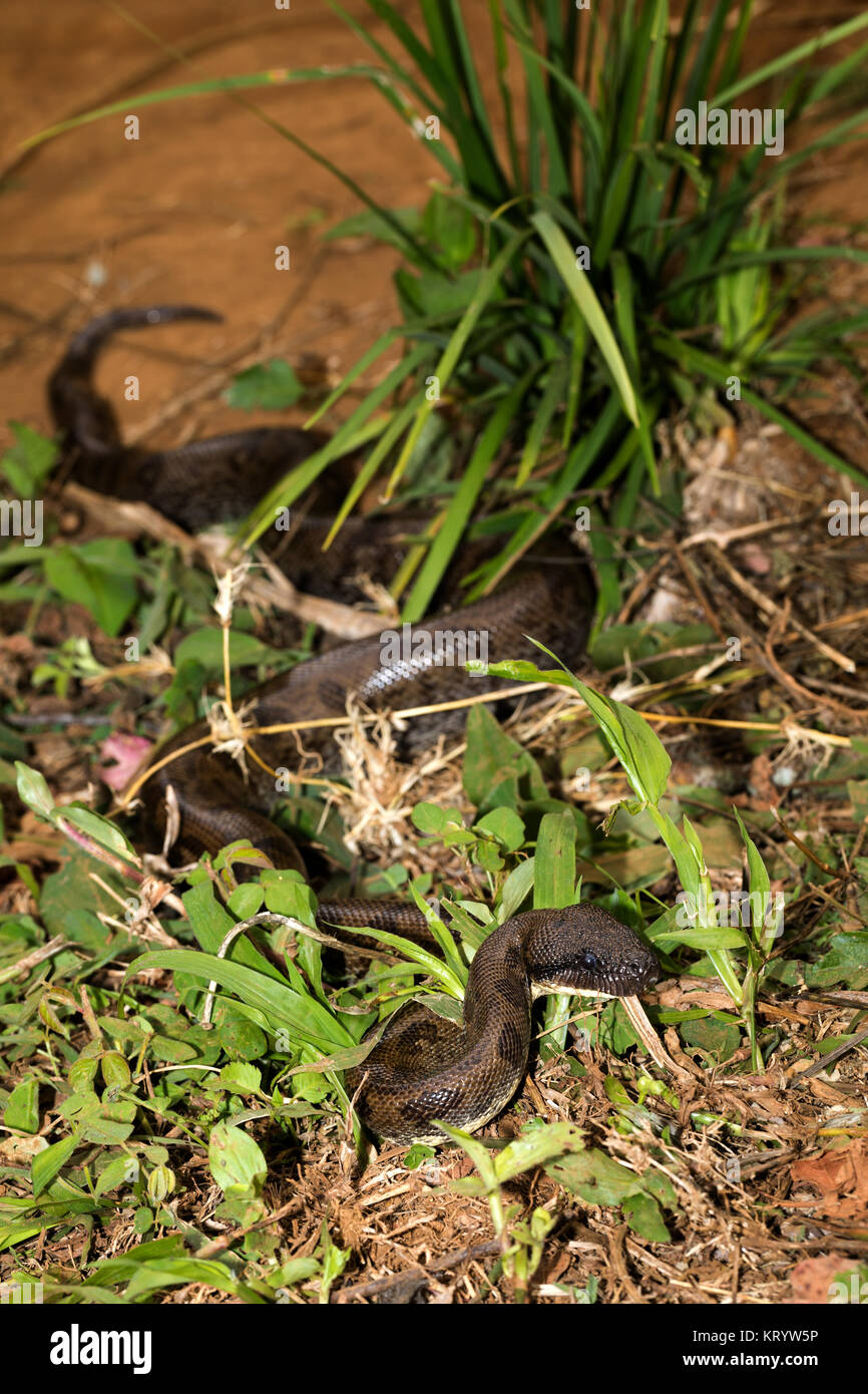 Madagaskar tree Boa, Sanzinia madagascariensis Stockfoto