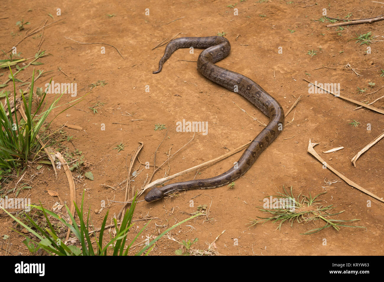Madagaskar tree Boa, Sanzinia madagascariensis Stockfotografie Alamy