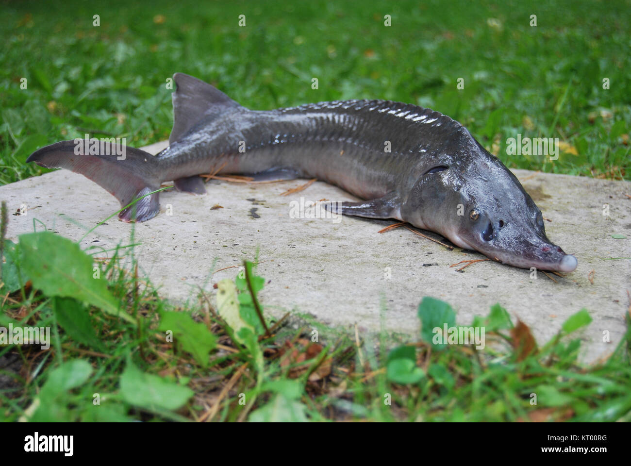 Stör gefangen im See Stockfoto