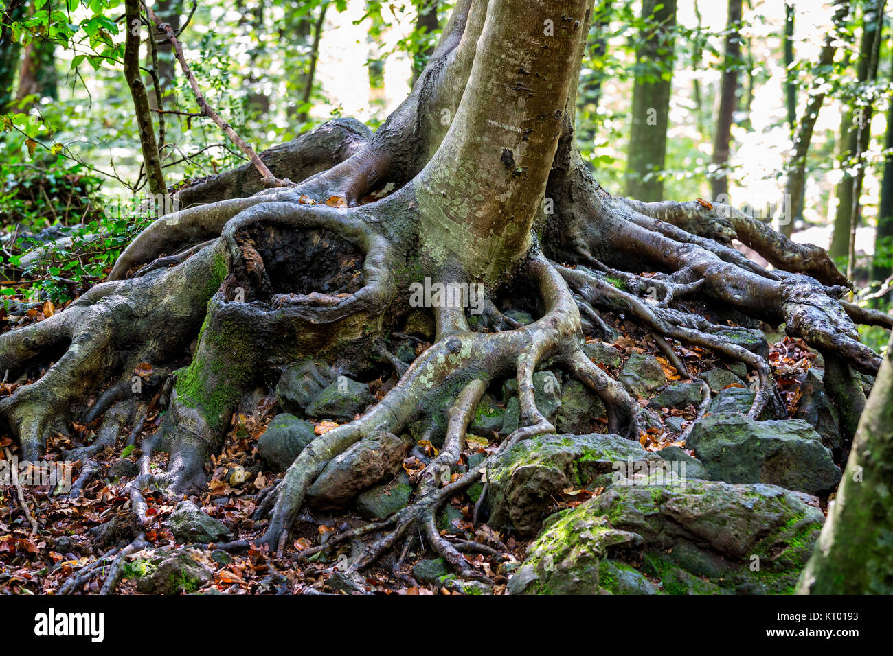 Starke Wurzeln aus einer Buche in Thr Wald Stockfoto