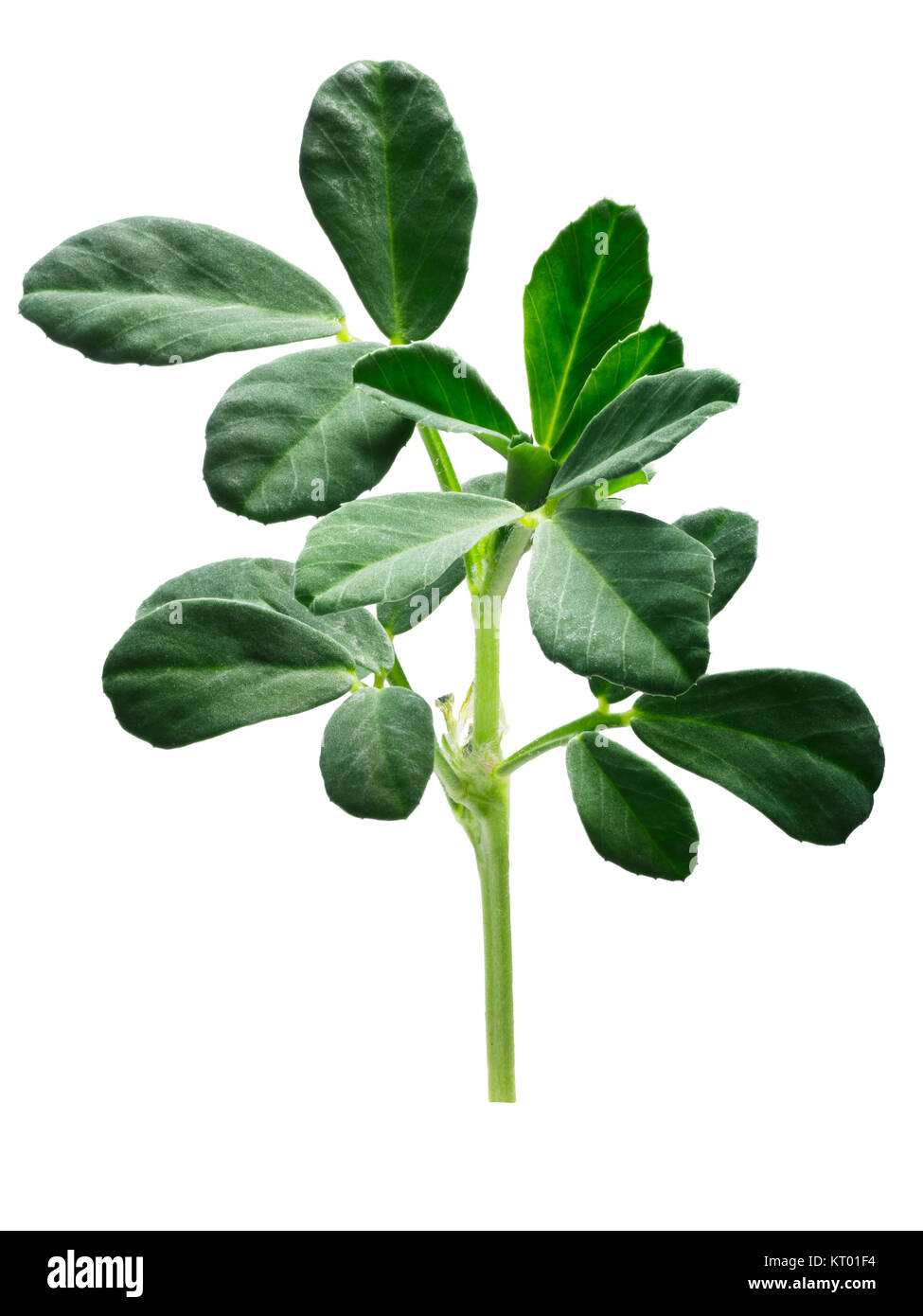 Bockshornklee (Trigonella foenum-Graecum) Pflanze mit Blättern. Beschneidungspfade Stockfoto