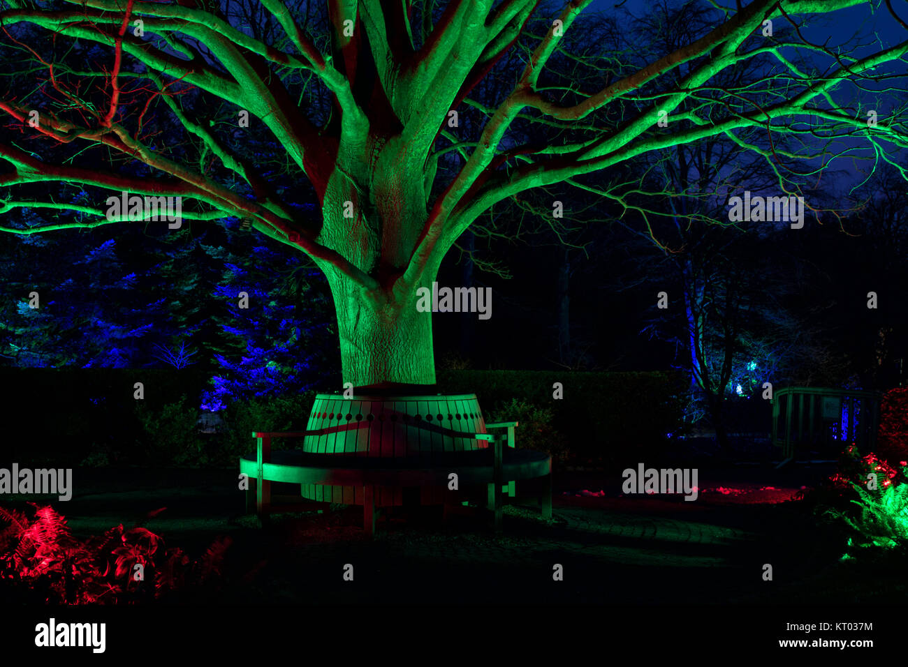Grün beleuchteten Baum an der RHS Gärten Harlow Carr - Glow Winter Illuminationen, Harrogate, North Yorkshire, England, UK. Stockfoto